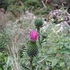 Cirsium vulgare